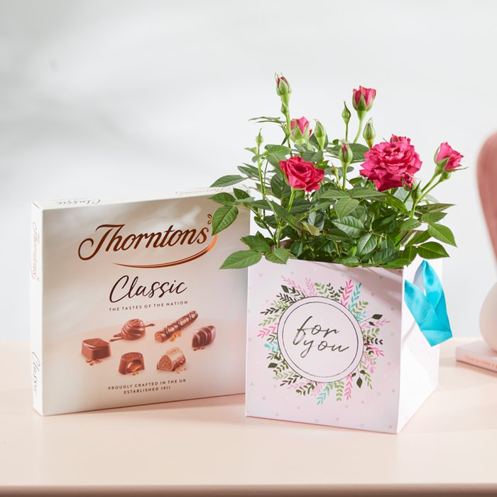 The Rose Plant Gift Bag With Chocolates Moonpig
